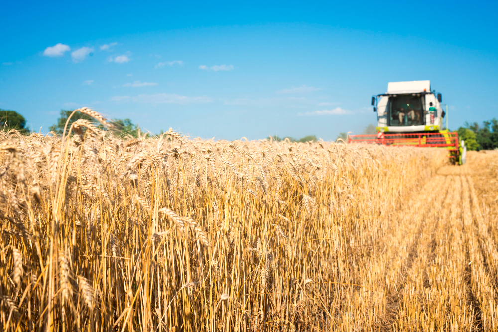 Uscătoare de cereale: pilonul central al rentabilității în agricultura românească